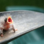 baby-bird-rescue_67662_600x450