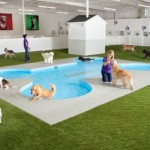 Dog-Pool