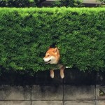 shiba-inu-stuck-in-bush-japan-1