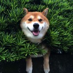 shiba-inu-stuck-in-bush-japan-2