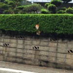 shiba-inu-stuck-in-bush-japan-3