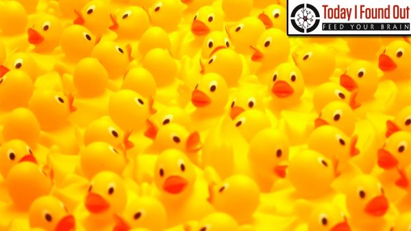 The Story of Rubber Duckies and How They Came to Make Bathtime Lots Of ...